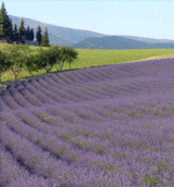 Histoire de Saint Maurice sur Eygues (Drôme)