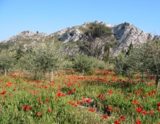 Histoire et patrimoine de Maussane les Alpilles (Bouches du Rhône)